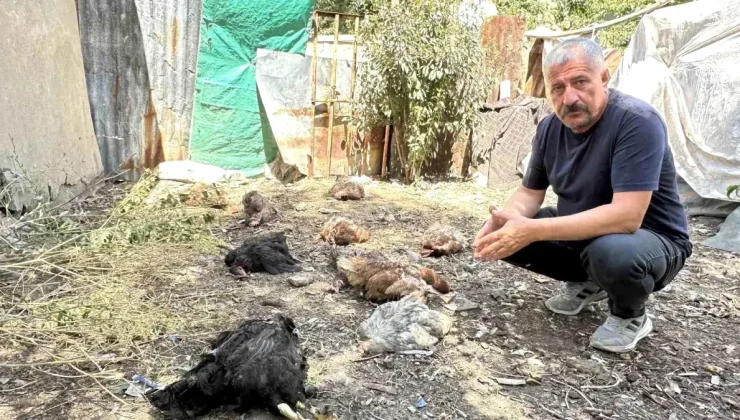 Hakkari’de Başıboş Köpekler Tavukları Telef Etti