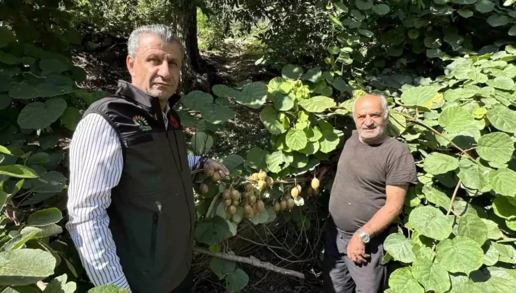 Hakkari’nin Yüksekova ilçesinde kivi yetiştirildi