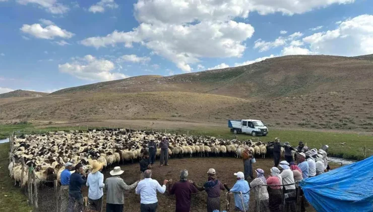 Yüksekova’da hayvanlara küpeleme ve aşılama çalışması yapıldı