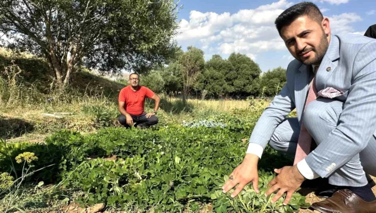 Yüksekova’da yer fıstığı üretimi büyüyor