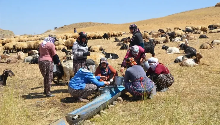 Yüksekova’da Berivanlar Yaylada Ürün Satarak Aile Bütçelerine Katkıda Bulunuyor