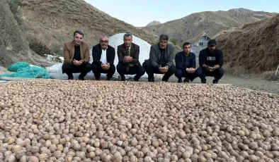 Hakkari’de Ceviz Hasadı Başladı