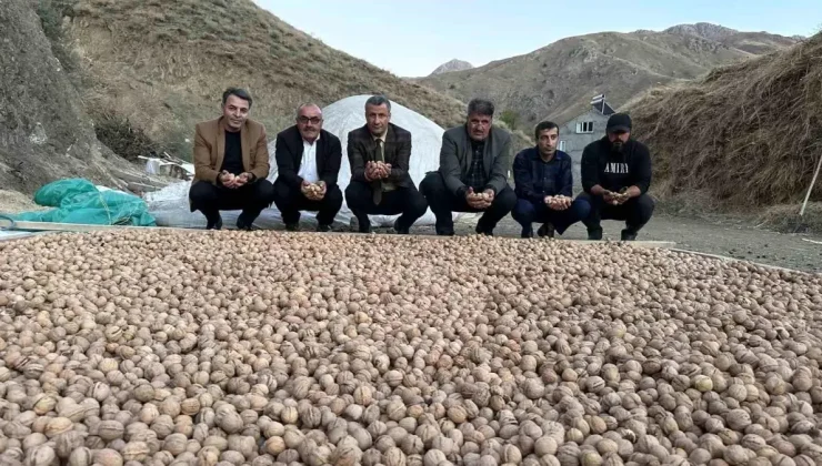 Hakkari’de Ceviz Hasadı Başladı